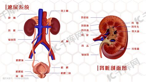 泌尿系統 常識|泌尿系统